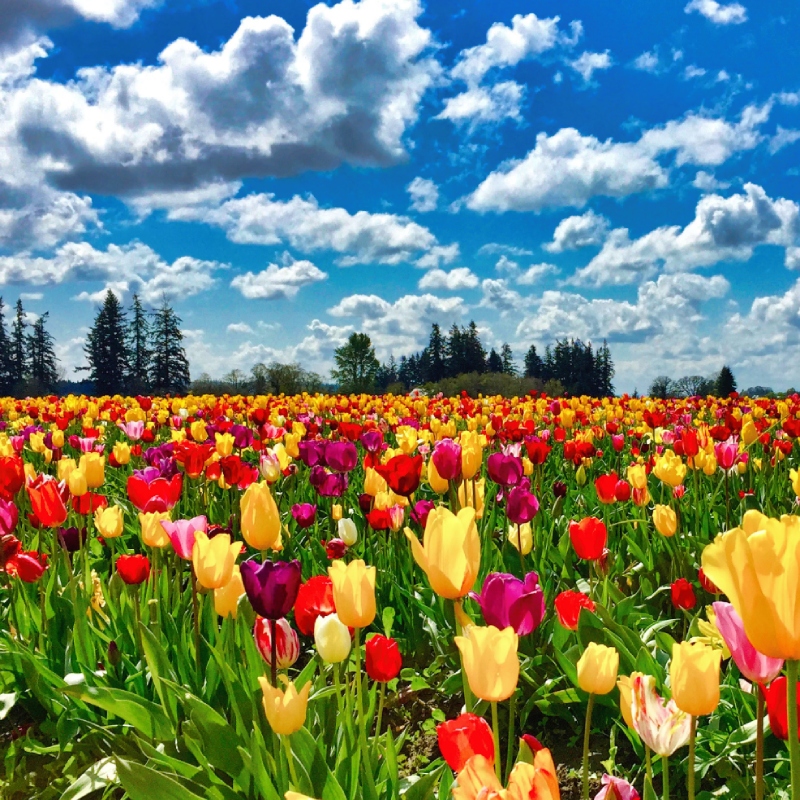 Tulips